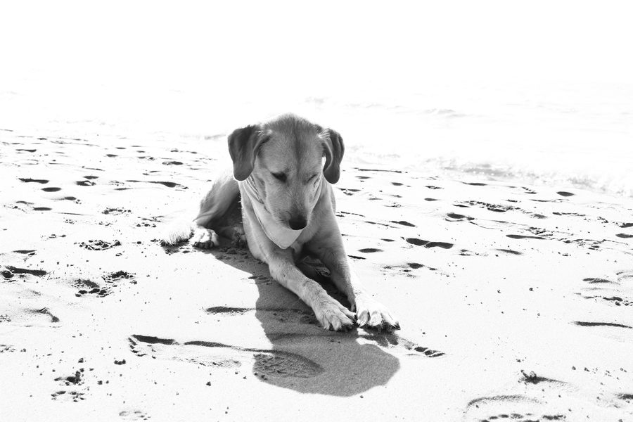 Un cane sulla spiaggia del Bagno Excelsior
